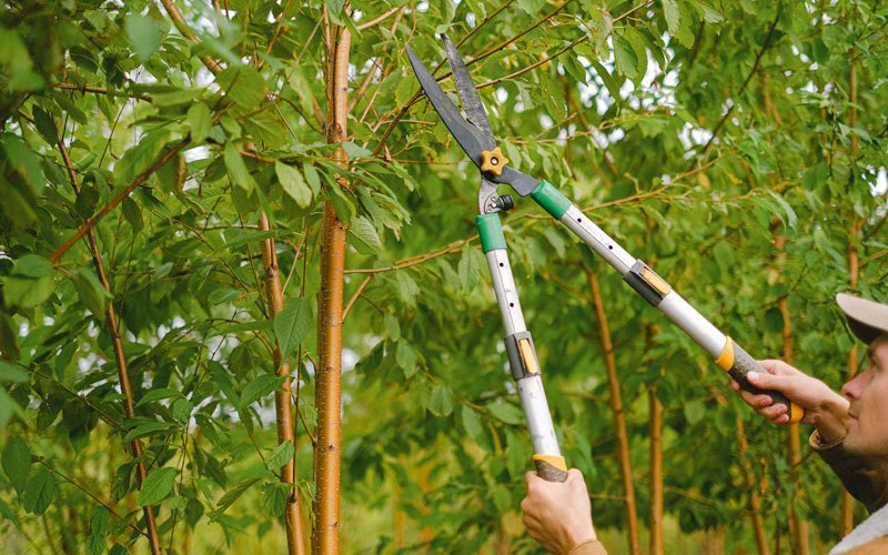 Tree trimming in New Stuyahok, AK